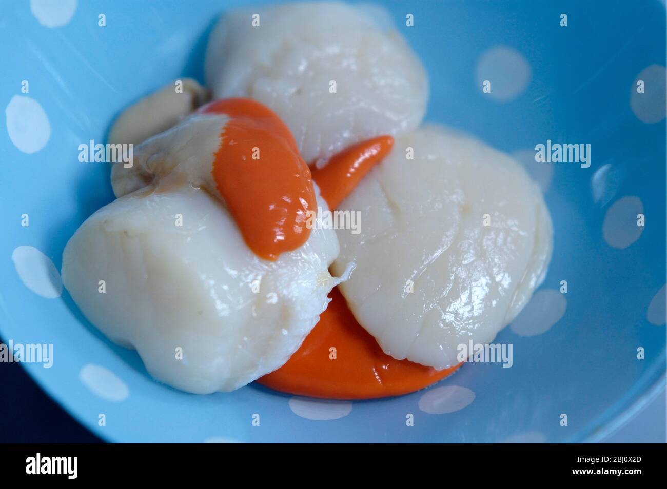 Raw hand gathered scallops complete with their coral,.` - Stock Photo